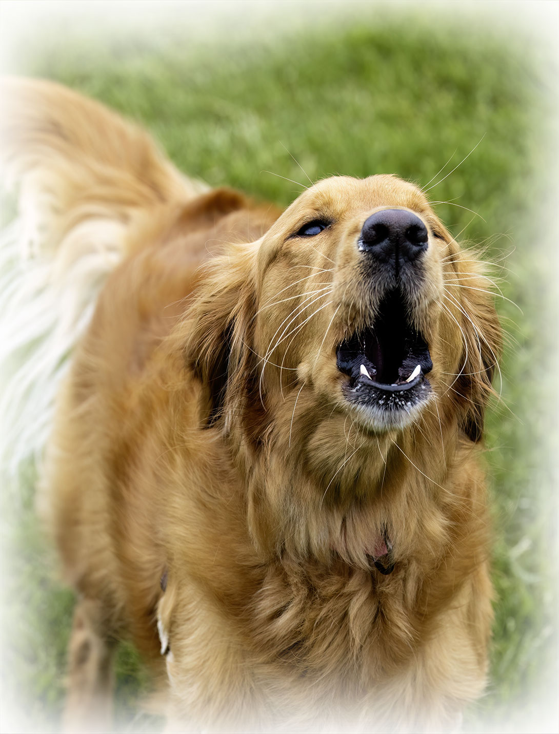 Abdominal exploratory surgery for pets at Peak Pet Urgent Care in Reno, NV
