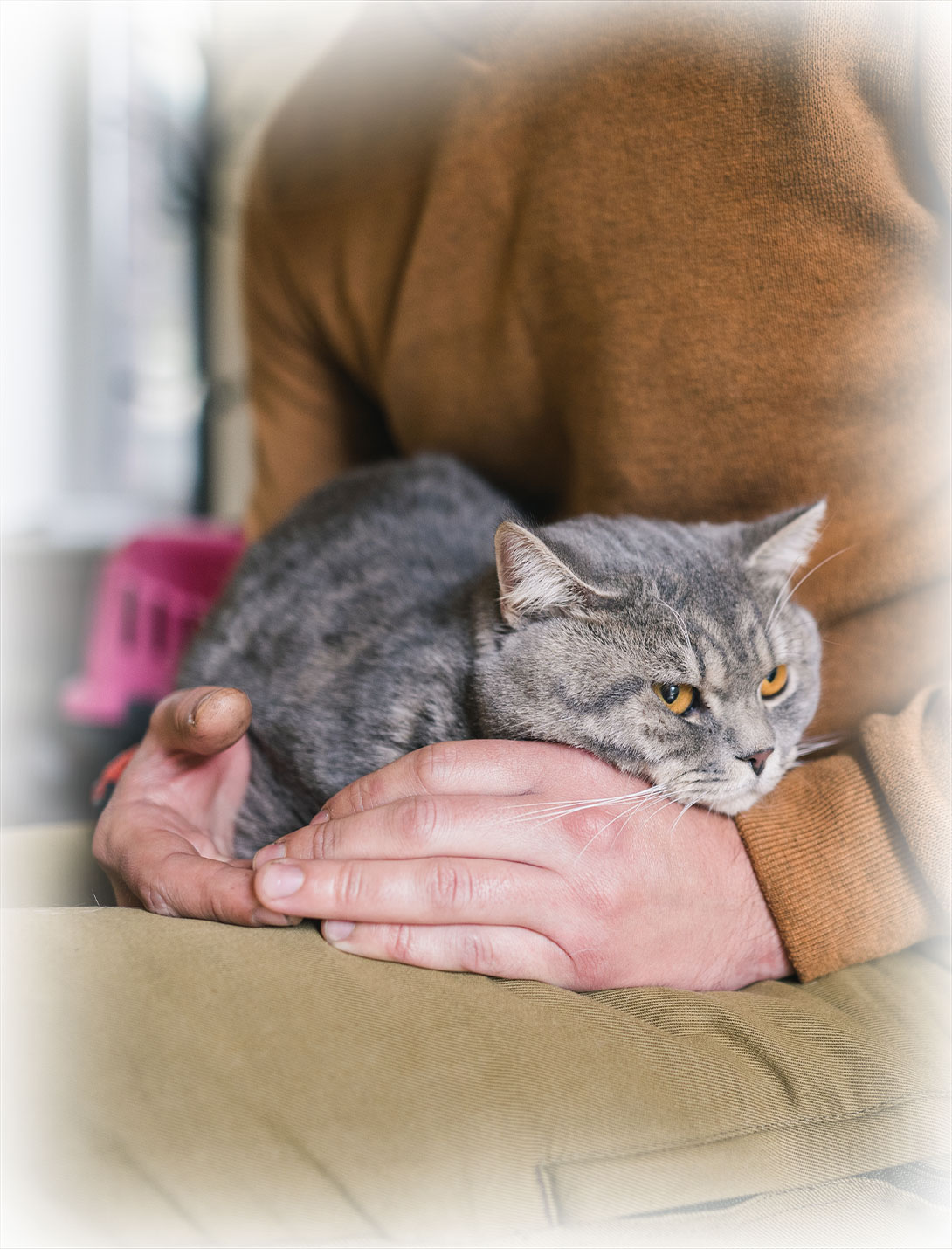 Veterinary team member performing abscess repair on a pet at urgent care clinic
