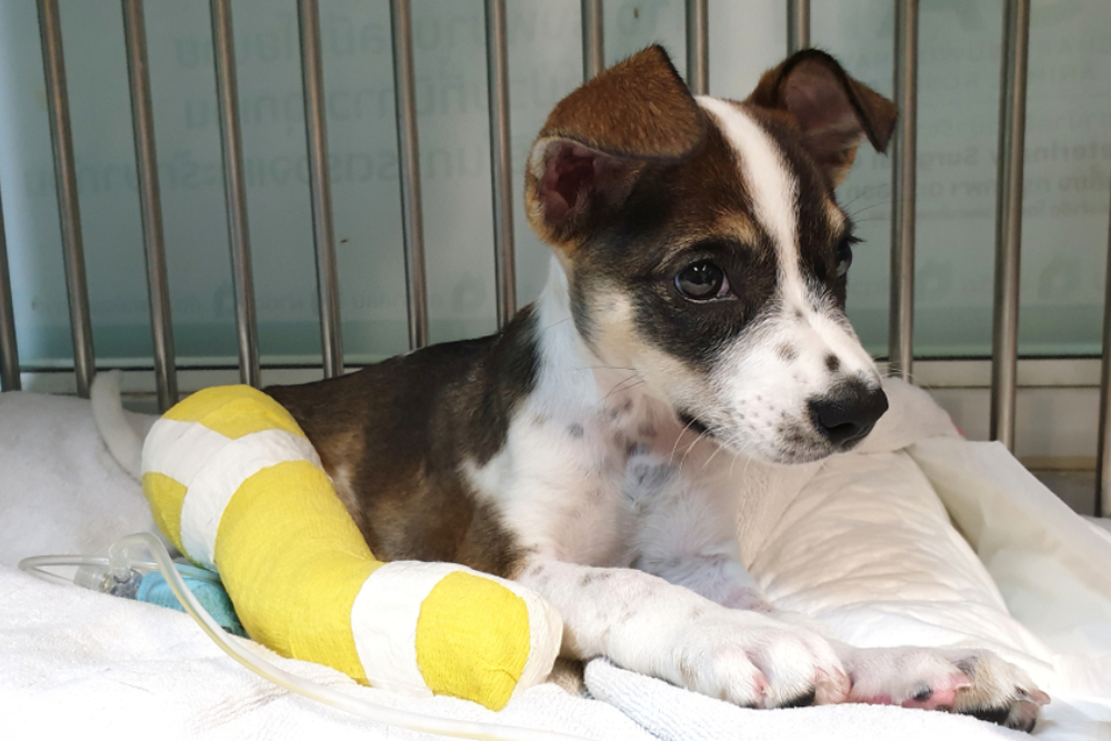 Dog with a protective bandage recovering after veterinary treatment for an injury or surgical procedure.