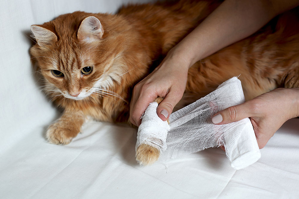 A person's hands carefully wrapping a white gauze bandage around the front paw of an orange long-haired cat.