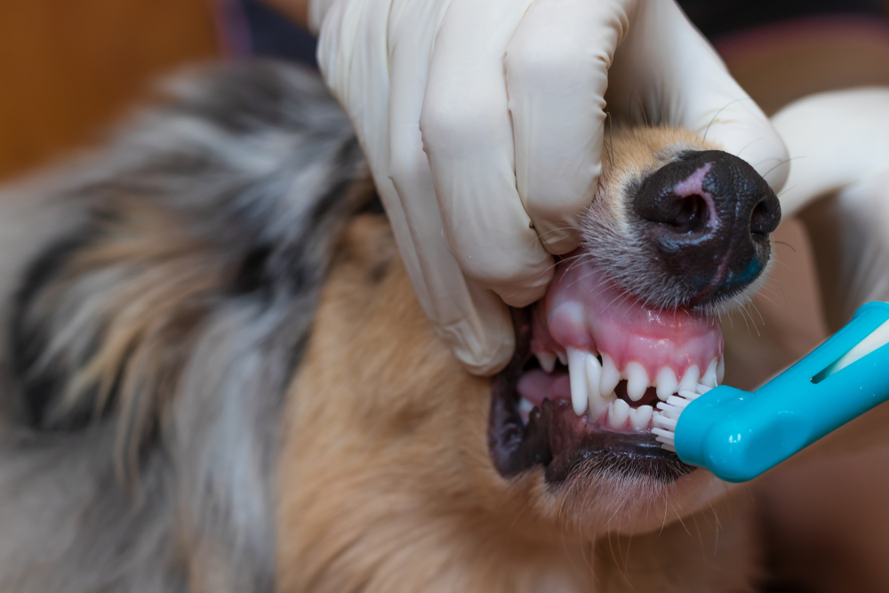 Vet in medical gloves brushing a dog's teeth — canine dental hygiene and care
