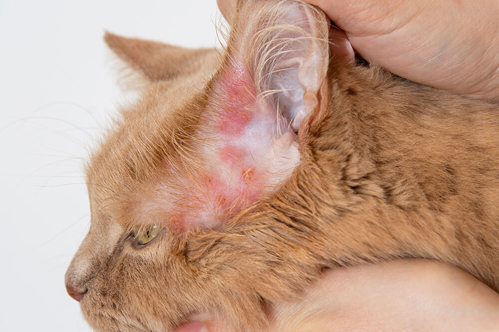 skin around the cat’s ear is red, inflamed, and irritated, especially near the base of the ear.