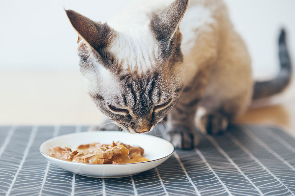 Domestic cat eating wet food from a bowl during mealtime to support healthy hydration and nutrition.
