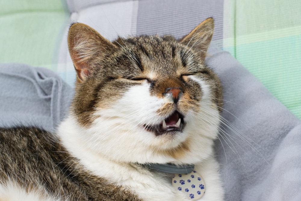 Cat with runny nose suffering from cold, allergies, or upper respiratory infection needing veterinary care