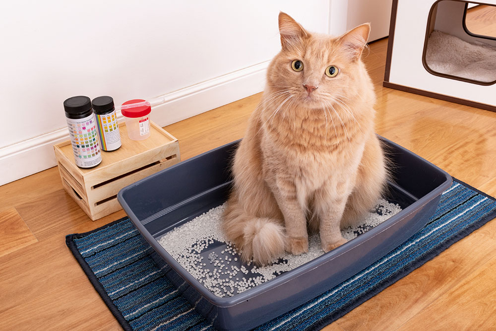 Cat using a litter box, relevant to feline urinary health and veterinary urgent care