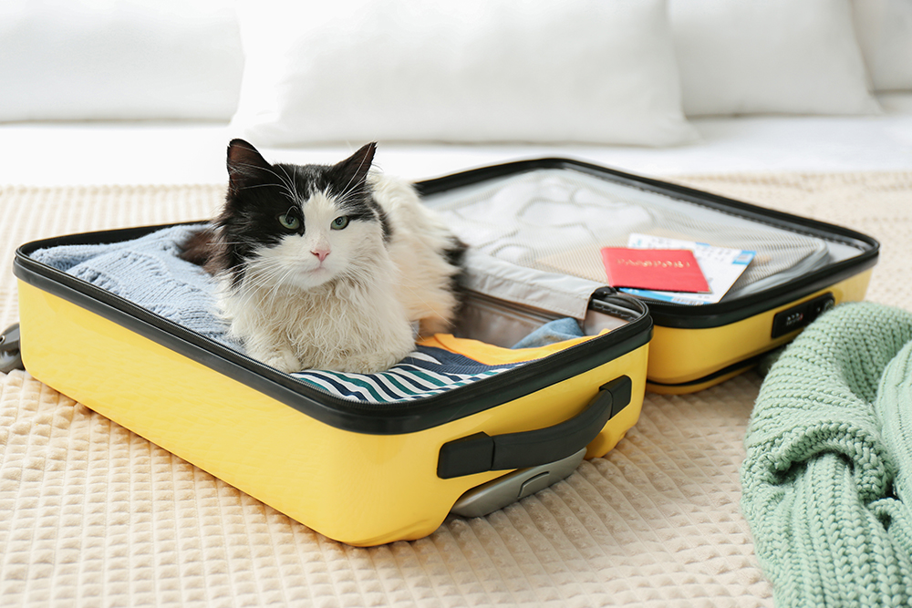 Cat resting inside a suitcase, illustrating pet travel preparation and vet care in Reno