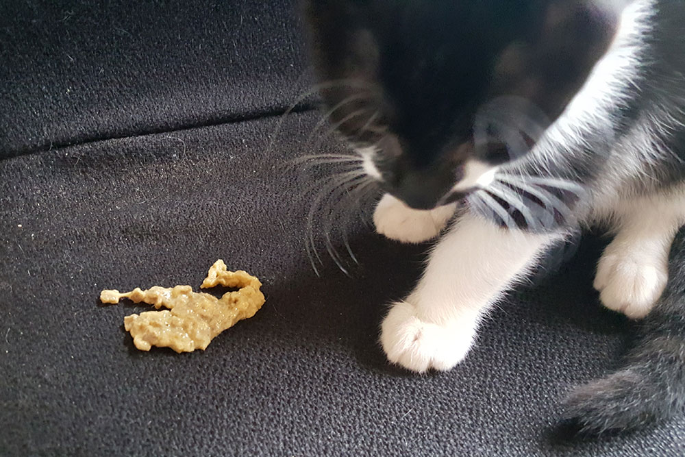 Cat inspecting its vomit, a sign of potential digestive issues requiring veterinary care
