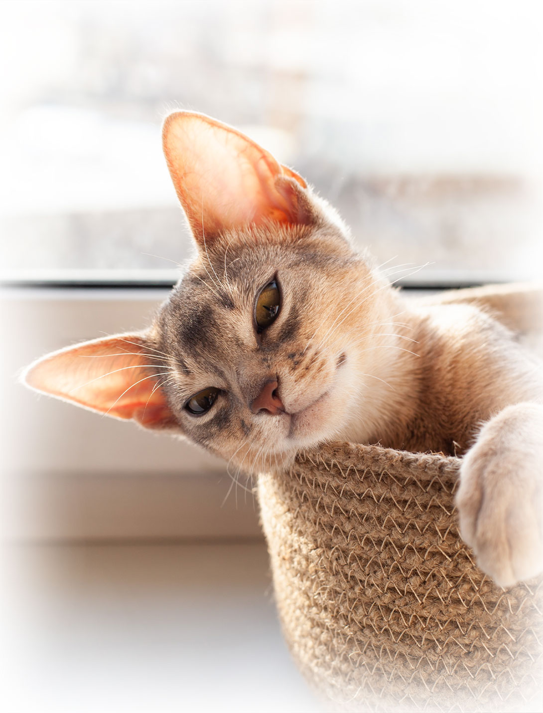 Cat comfortably resting during a veterinary visit at a pet urgent care clinic
