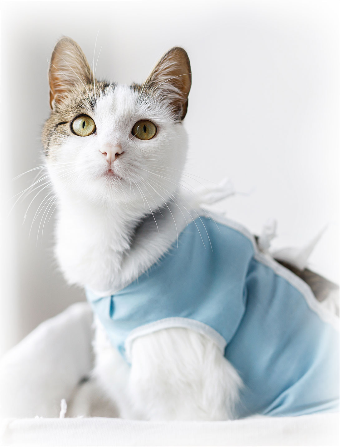 Cat receiving gentle veterinary care at Peak Pet Urgent Care in Reno, NV
