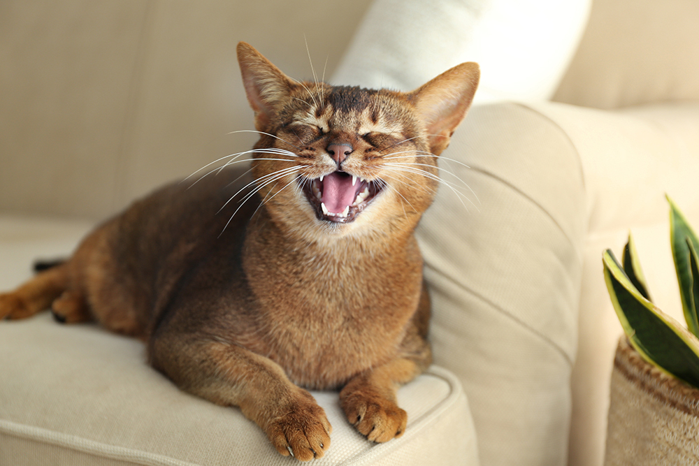 Cat caught mid-meow during a veterinary exam at Peak Pet Urgent Care in Reno, NV