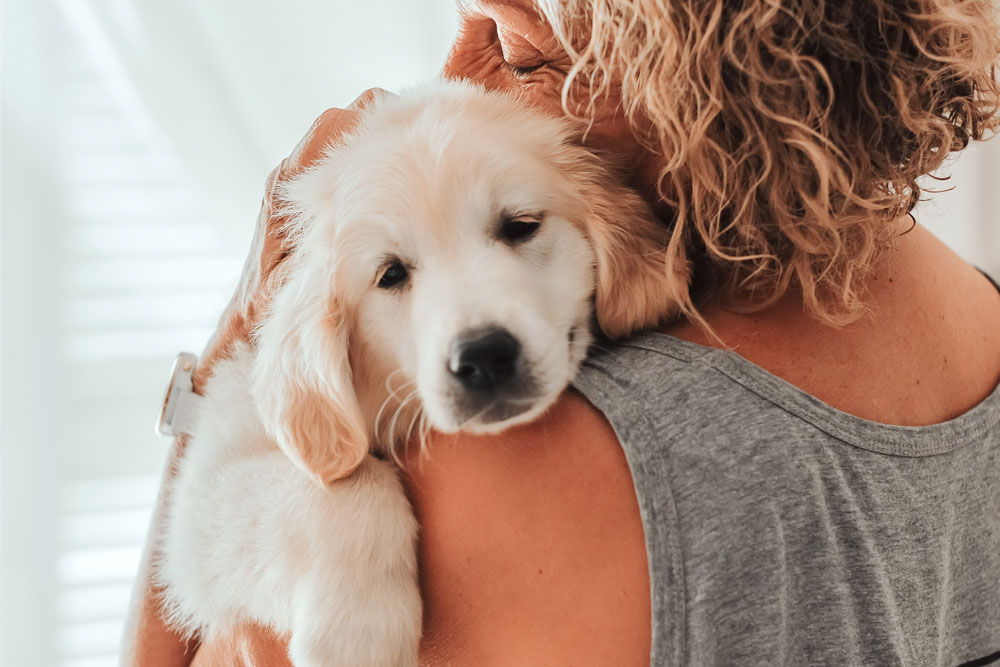 Comfortable pet being comforted by a caring veterinary professional during a visit