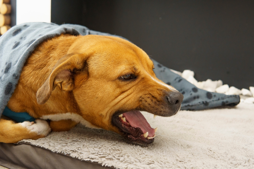 Dog resting under a blanket receiving cough and respiratory care at urgent care vet