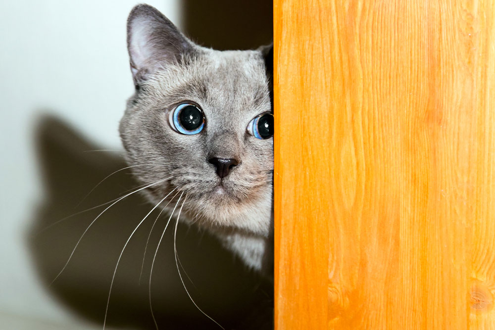 A gray cat with striking blue eyes peeks out from behind a warm-toned wooden surface, its whiskers and gaze highlighted against the textured wood.