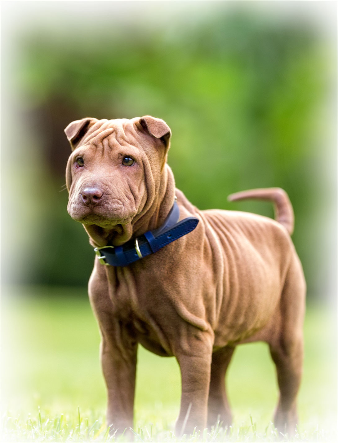 Cystotomy bladder surgery procedure for pets at Peak Pet Urgent Care in Reno, NV
