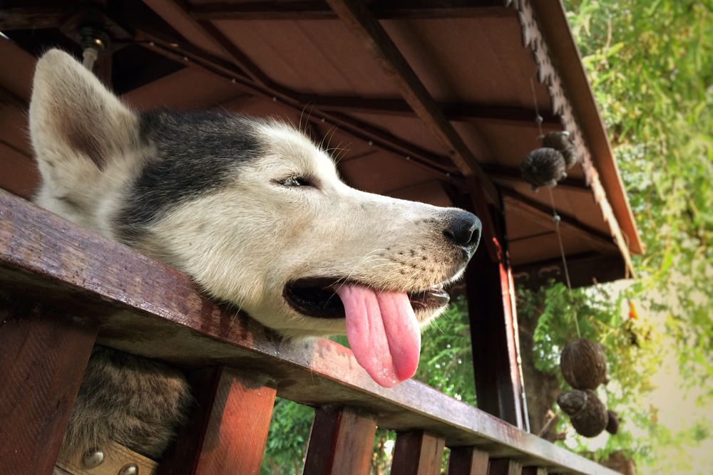 Dog showing signs of dehydration during a veterinary examination to assess hydration status and determine appropriate treatment.