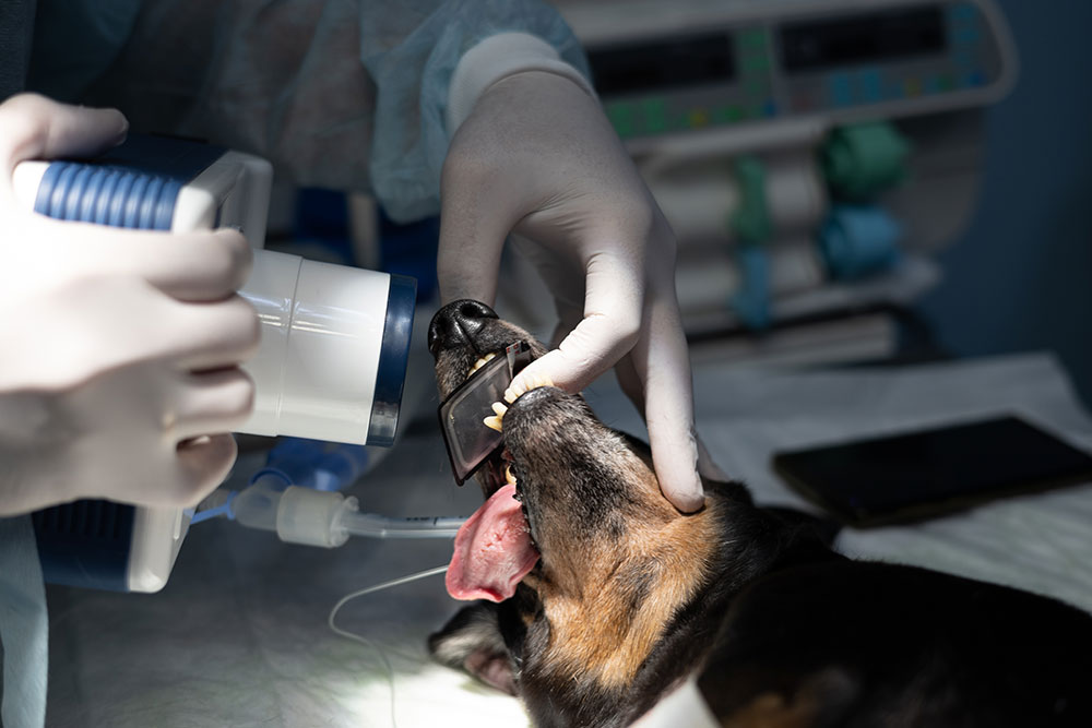 Dental X-ray being performed on a dog during veterinary oral care exam