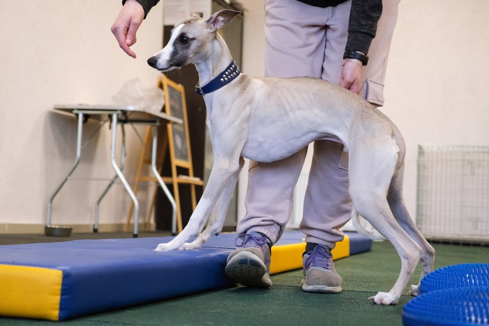 A greyhound dog walking over a blue balance beam during a training session with its handler, who is guiding the dog. The scene is set indoors with training equipment visible in the background.