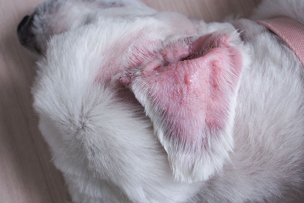 Dog with ear and skin infection being examined at Peak Pet Urgent Care in Reno NV