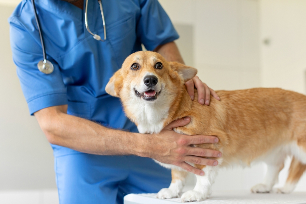 Male veterinarian performing a health examination on a Pembroke Welsh Corgi at a vet clinic