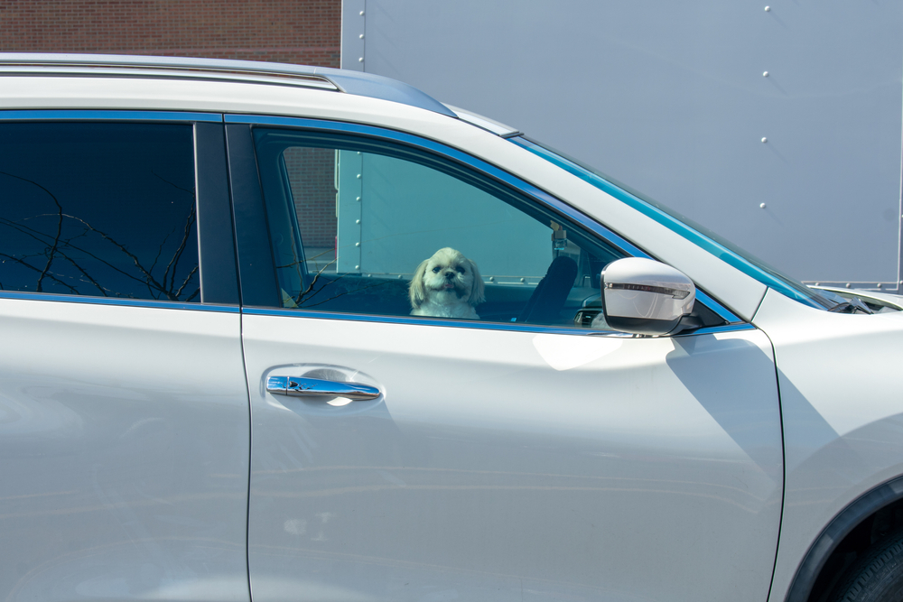 Dog cooling off outdoors, illustrating the importance of preventing heatstroke and the dangers of leaving pets in hot vehicles, even for a few minutes.