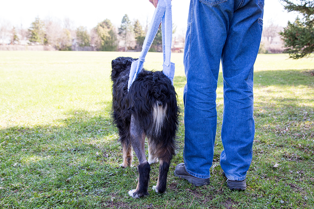 Dog with mobility support harness receiving veterinary rehabilitation care in Reno, NV