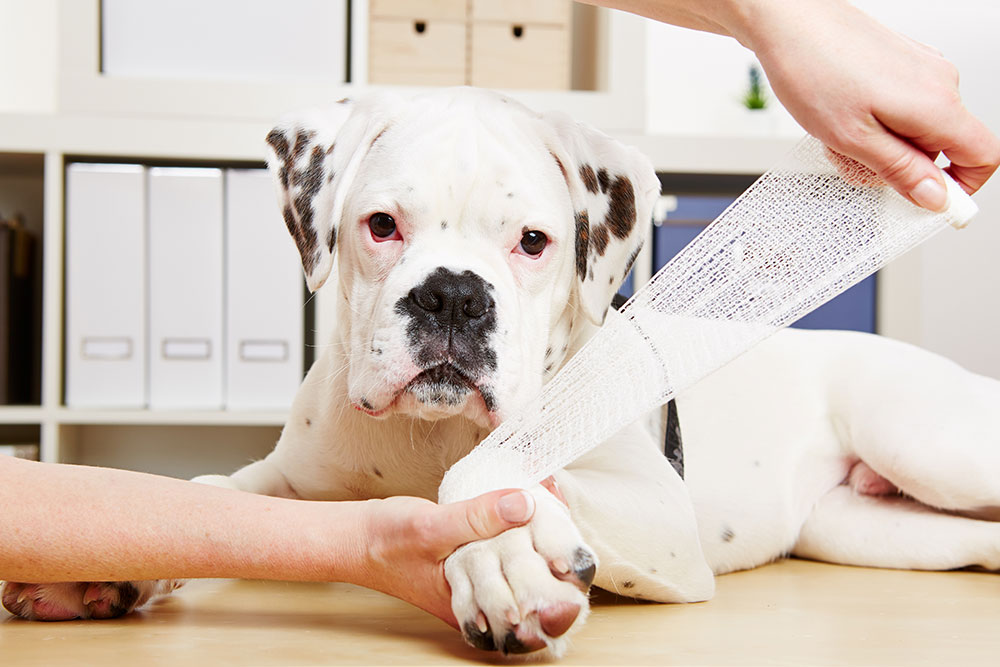 Veterinarian or owner examining and caring for a dog's paw during pet health check