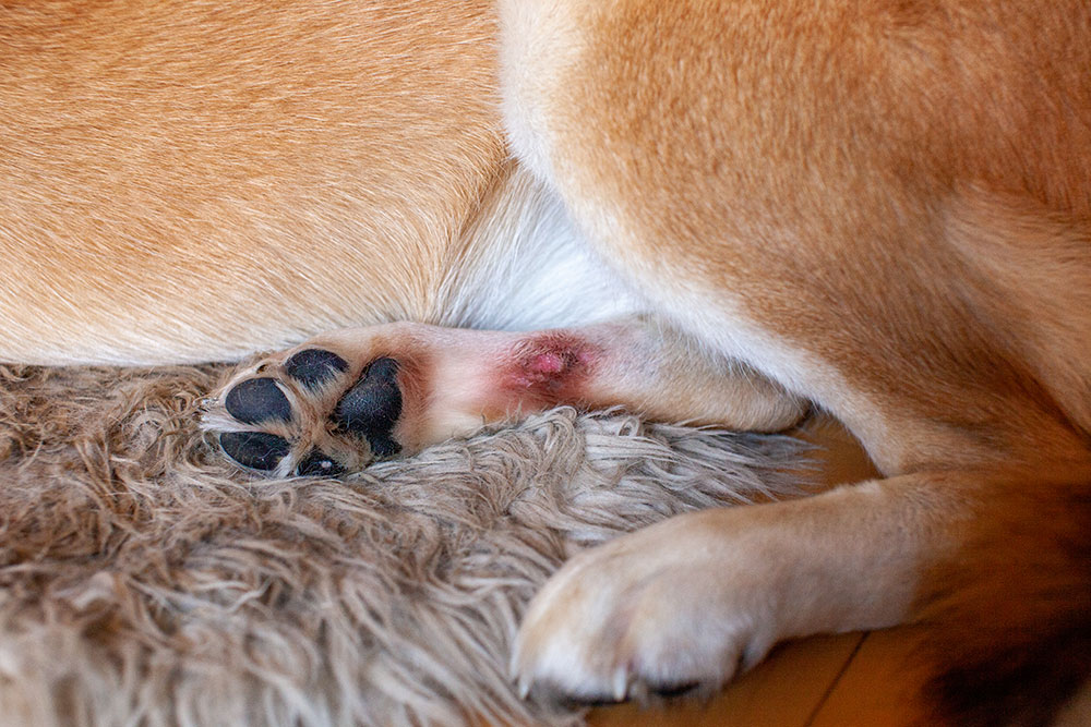 Close-up of a dog's paw showing a red, inflamed skin sore on the leg.