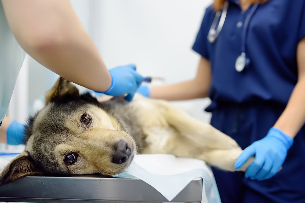 A close-up shot of a medium-sized German Shepherd mixed breed lying on its side on a metal veterinary table, looking attentively at the camera as veterinarians in blue scrubs and gloves administer medical treatment.