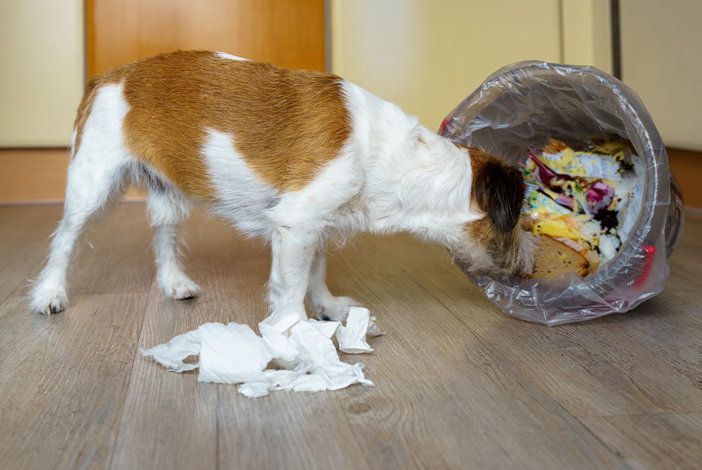 Dog scavenging through a tipped-over trash bin indoors.