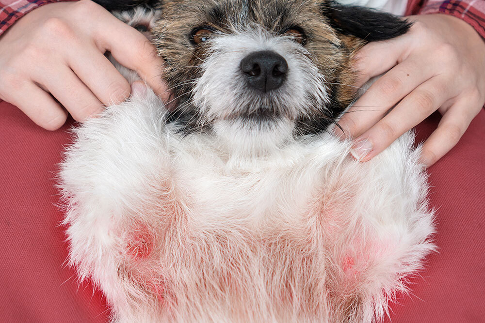 It looks like a dog lying on their back while being held or petted, and the skin on the belly and inner legs appears reddened and irritated, especially around the chest and armpit areas.