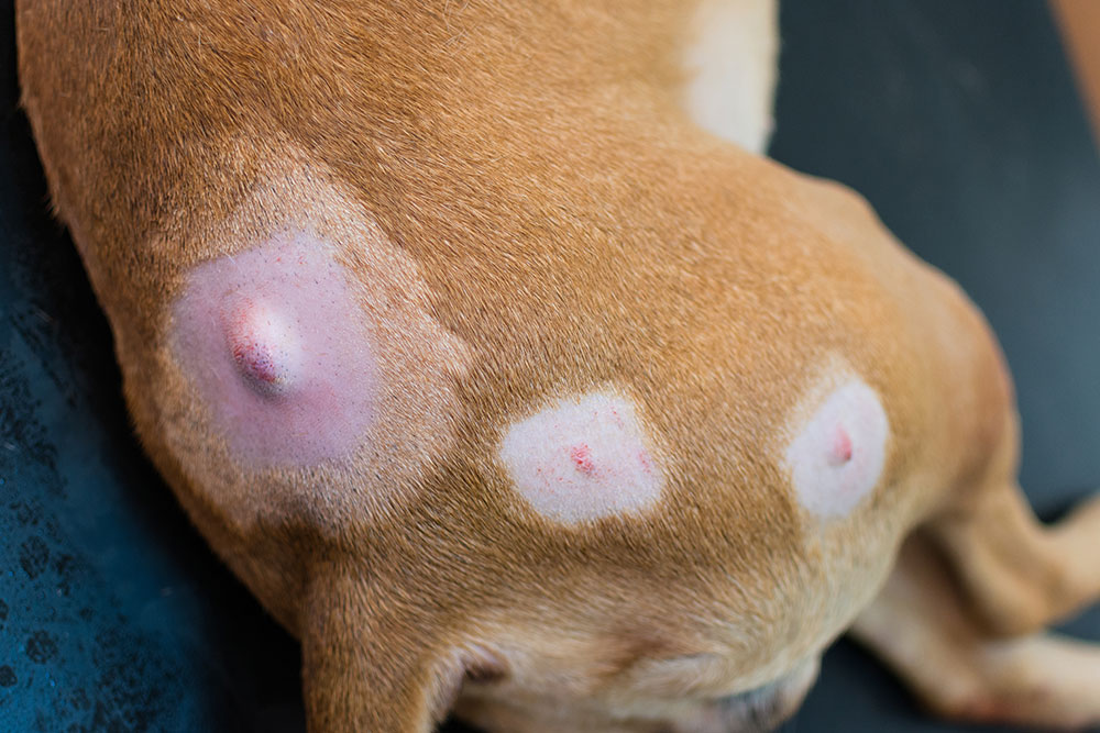 Close-up of a dog's abdomen showing multiple raised, red, and inflamed skin lumps or masses.