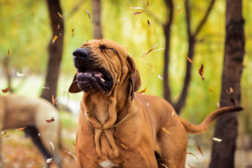 Wrinkled Fila Brasileiro Brazilian Mastiff making a silly face – dog sneeze and respiratory care