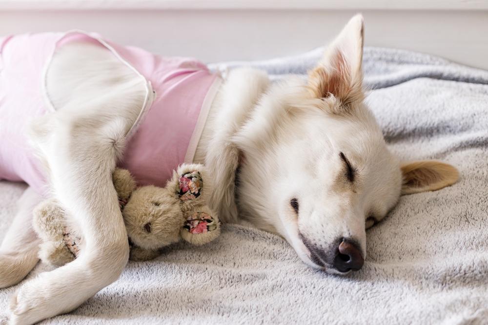 Dog resting peacefully with a favorite toy after spay surgery – post-operative pet care