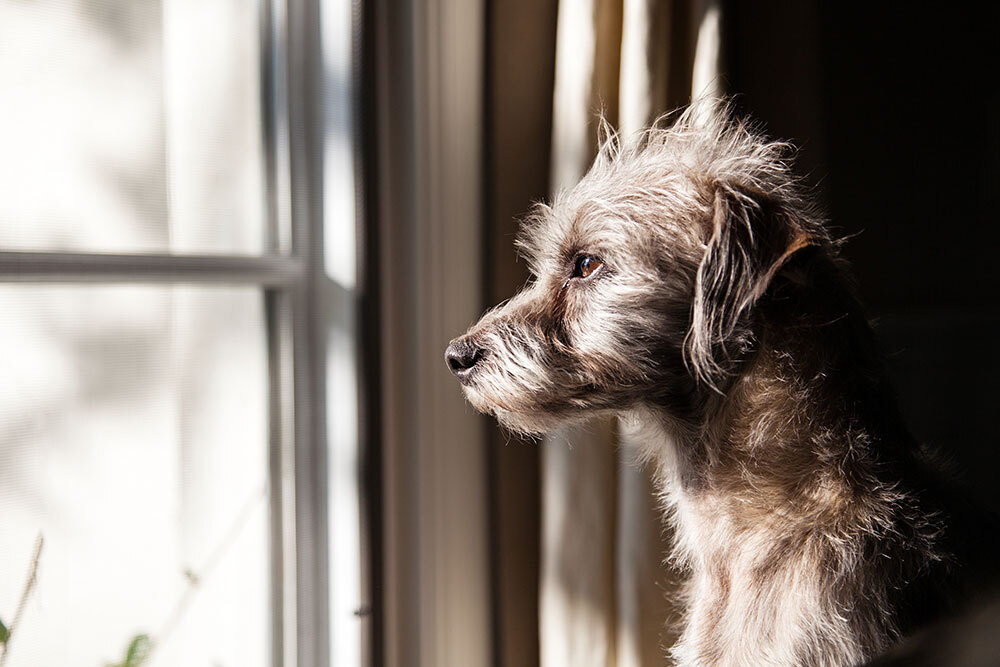Dog looking out a window, representing a healthy and curious pet at home