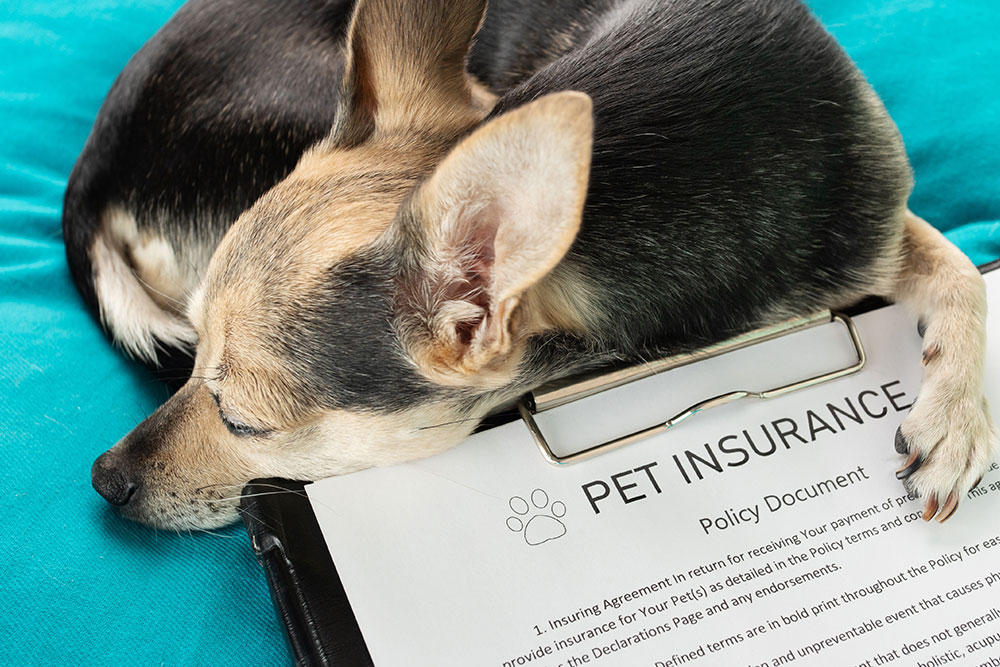 A high-angle close-up shot of a small mixed-breed dog resting its head and front paw on a clipboard that holds a "Pet Insurance Policy Document," all set against a vibrant turquoise background.