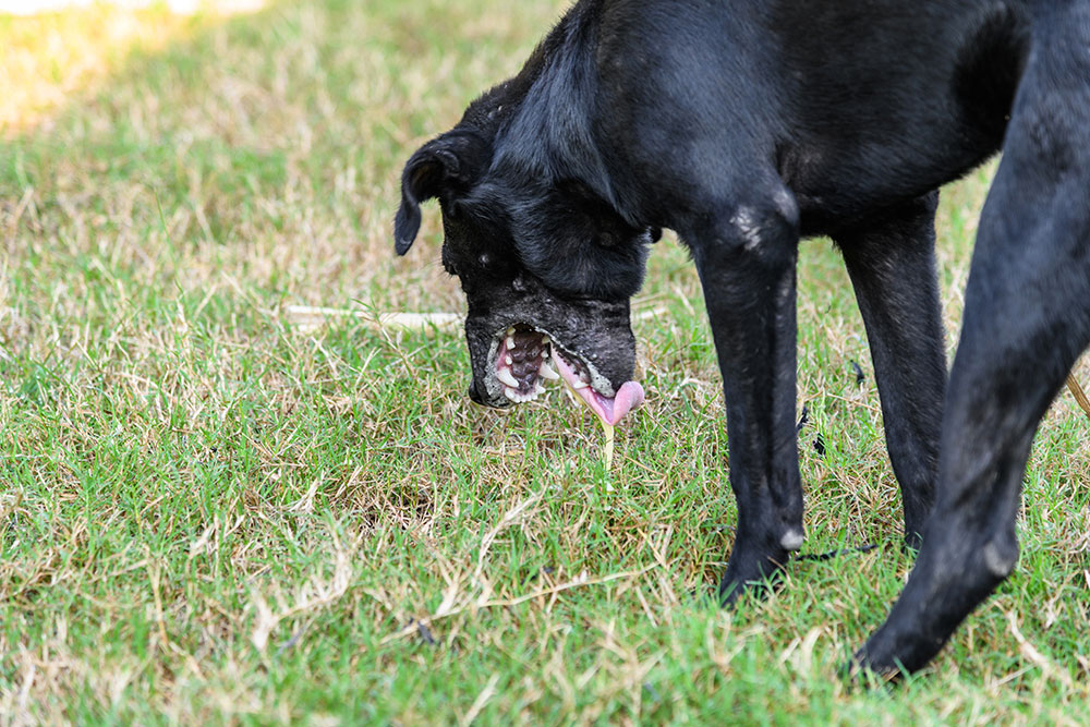 Dog vomiting on grass outdoors, showing signs of digestive upset or illness that may require veterinary attention.