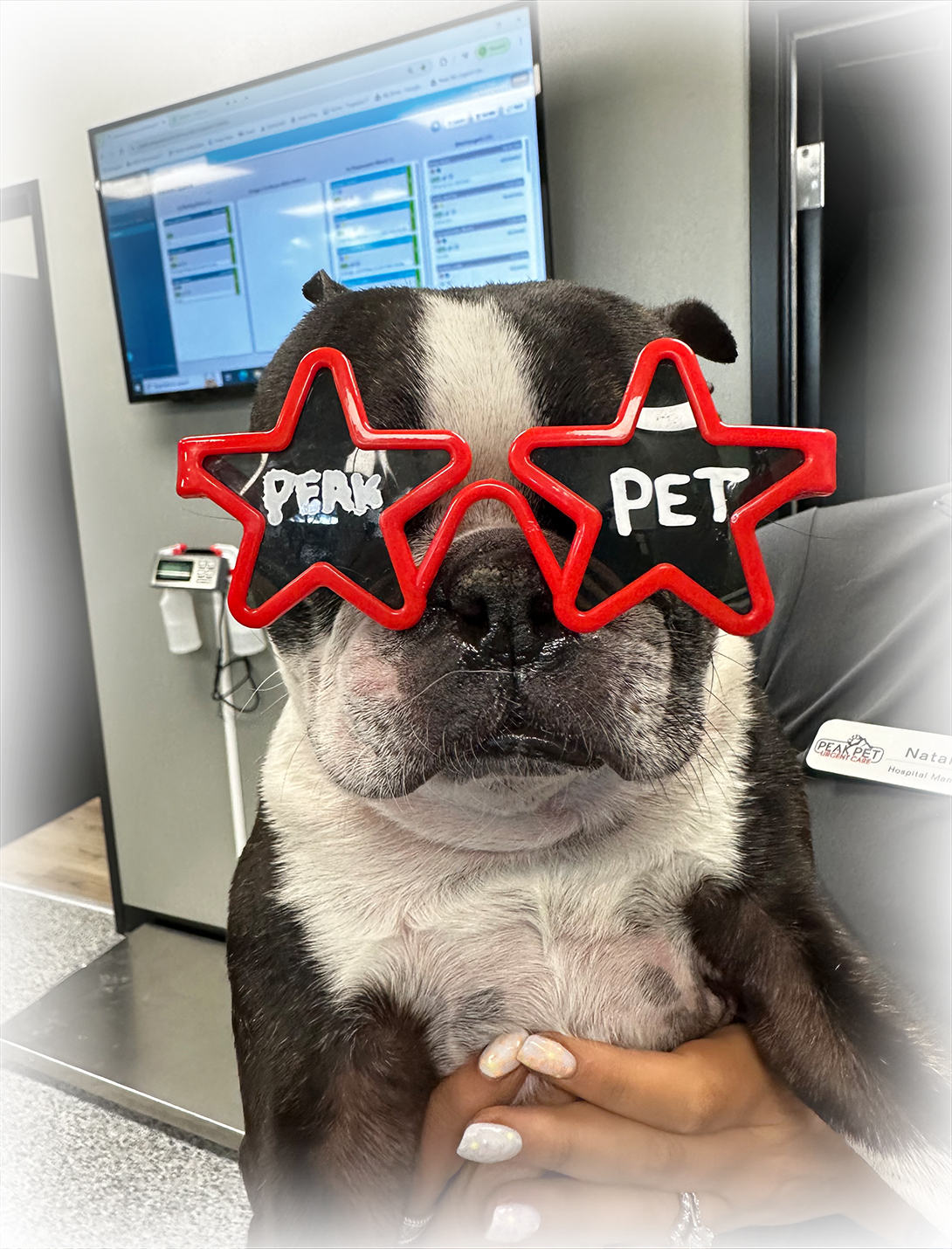 Dogs at Peak Pet Urgent Care representing compassionate general veterinary services in Reno NV
