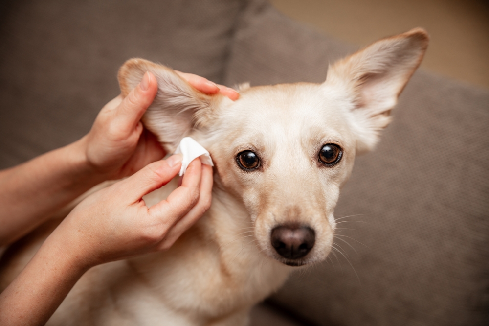 Veterinary professional cleaning a dog's ear to maintain hygiene and prevent infection