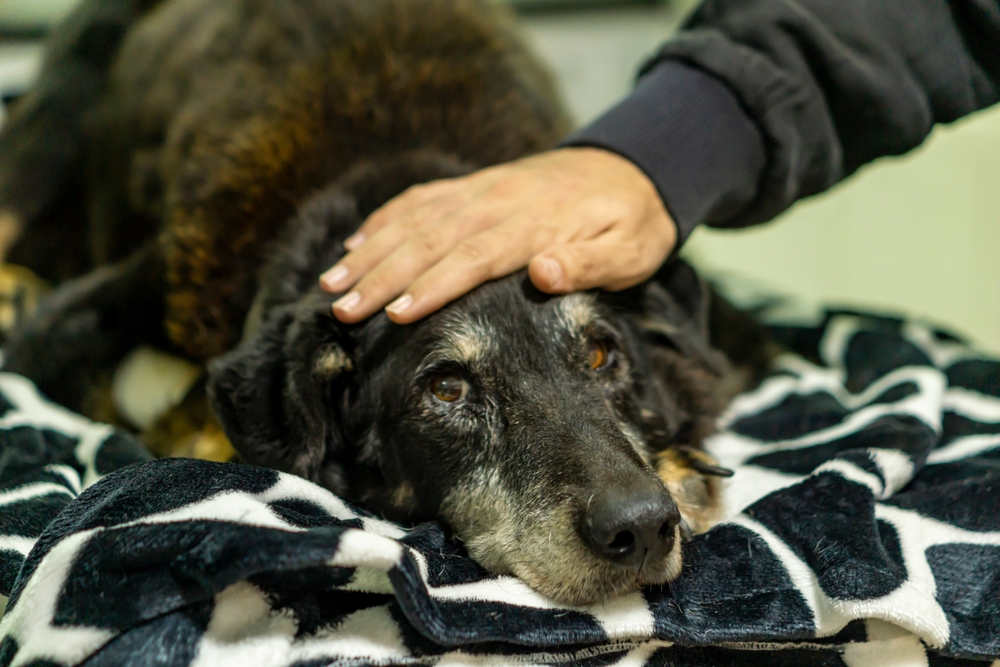 Pet owner saying a final farewell to their dog during end-of-life veterinary care
