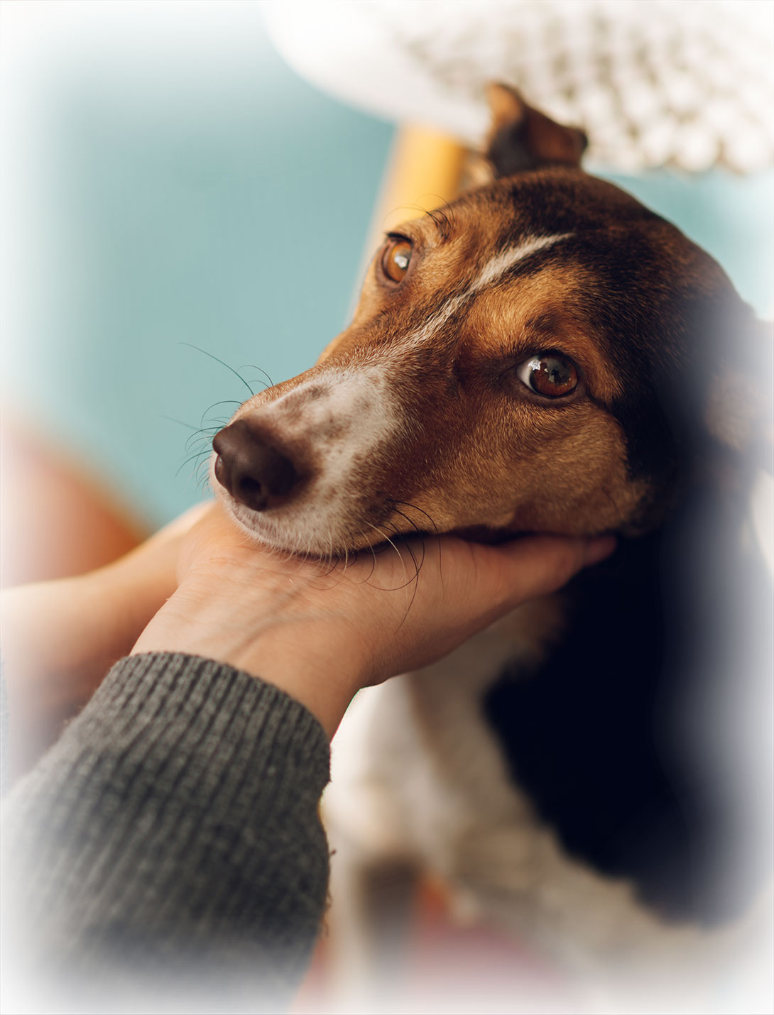 Veterinary endoscopy equipment and procedure being performed on a pet in Reno NV
