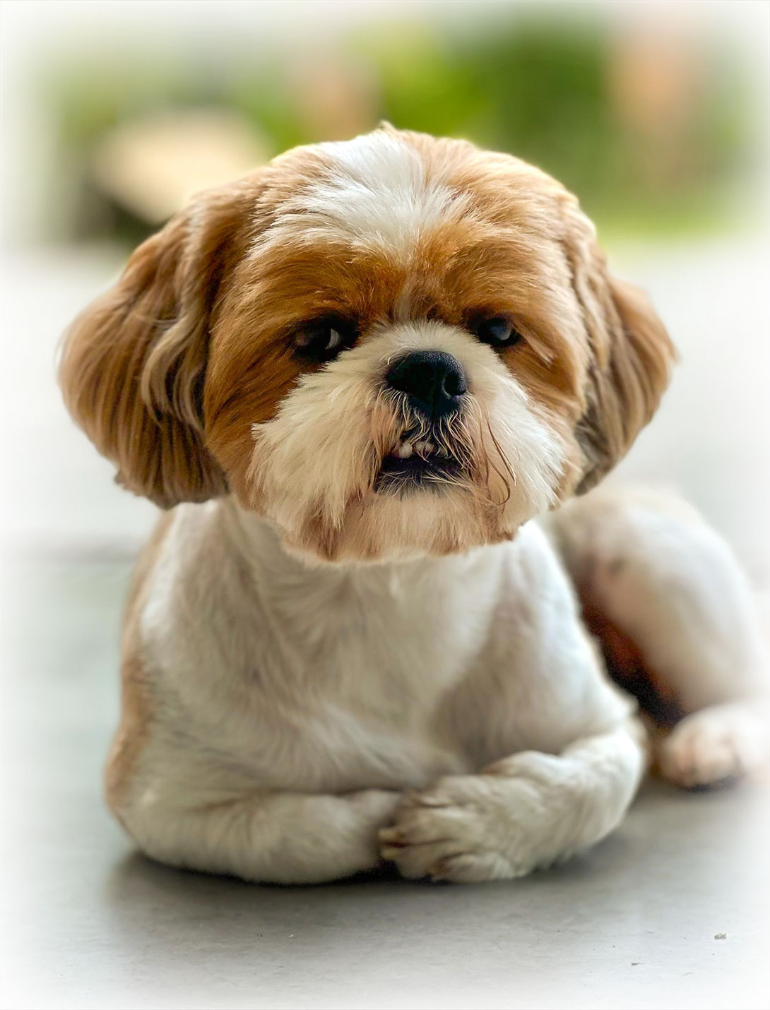 Veterinary endoscopy procedure for pets at Peak Pet Urgent Care in Reno NV
