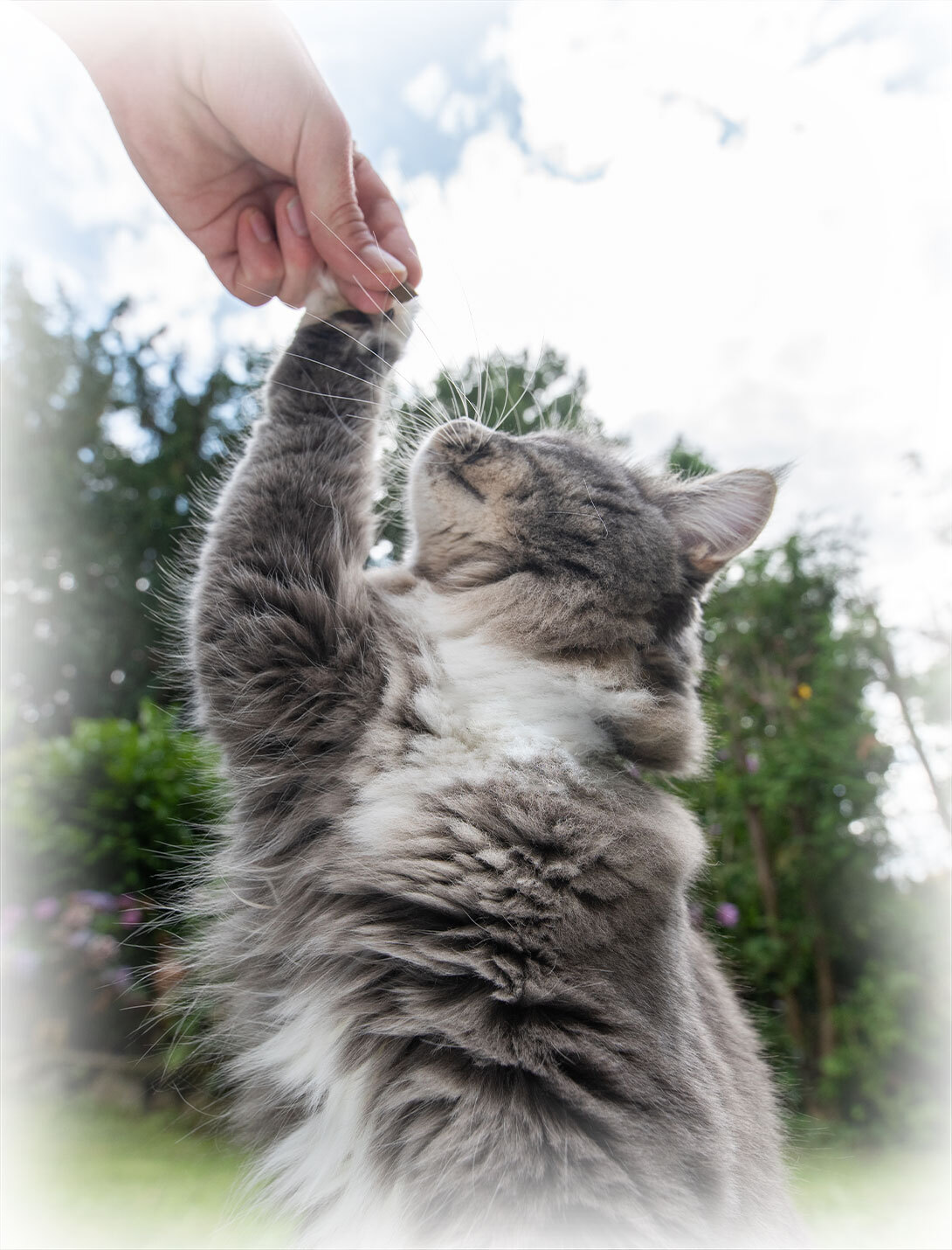Veterinary surgeon preparing a pet for eye enucleation surgery under general anesthesia
