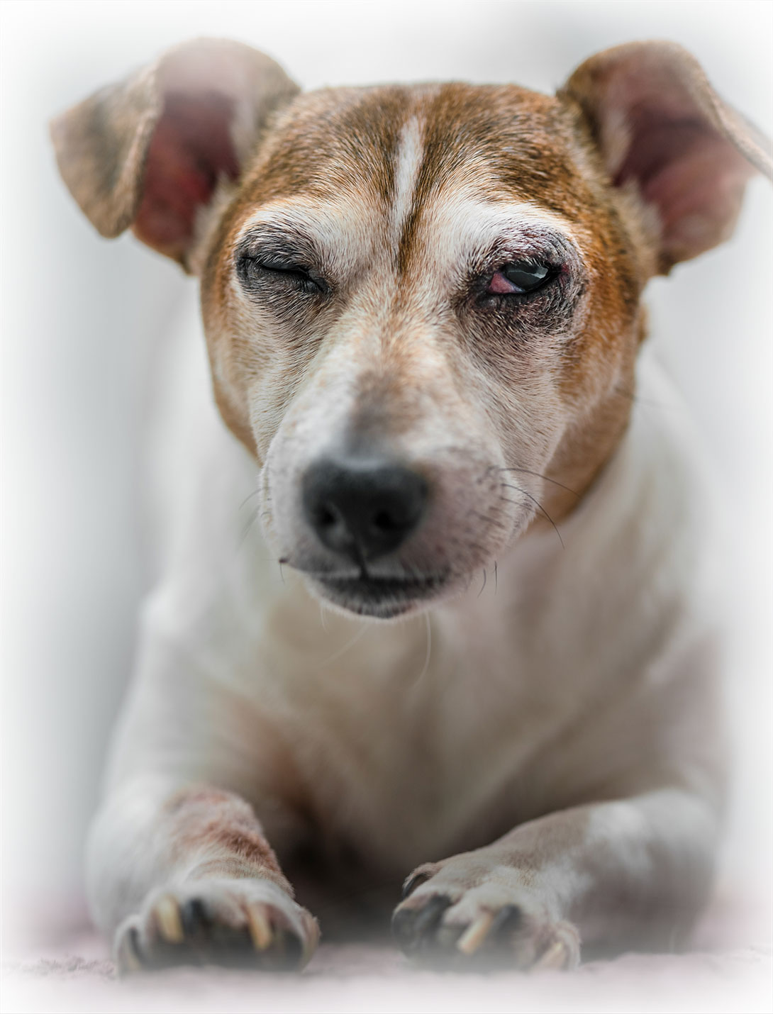 Eye enucleation veterinary surgical procedure overview at Peak Pet Urgent Care Reno NV
