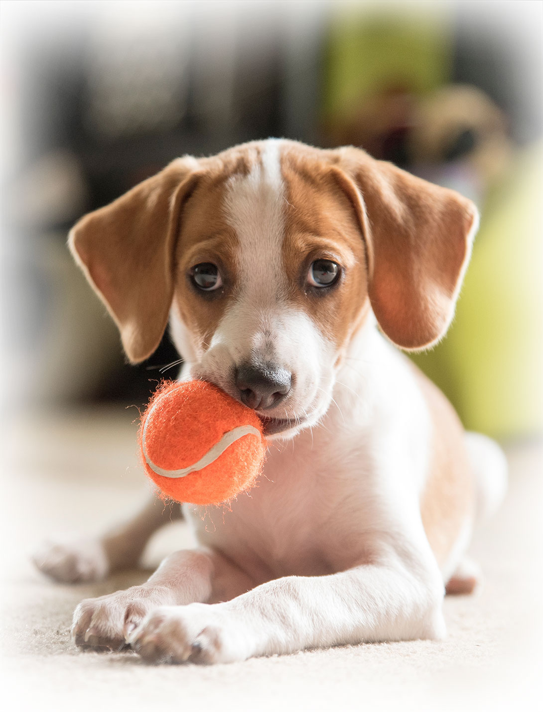 Veterinary professional supporting a pet following femoral head ostectomy surgery in Reno, NV
