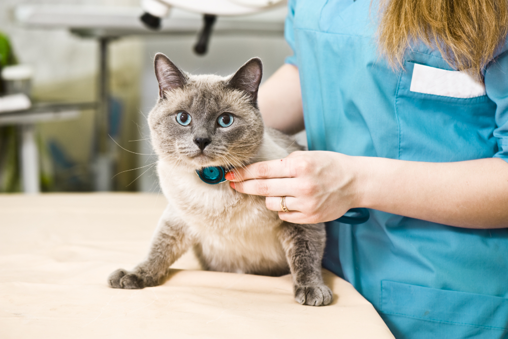 Cat undergoing a veterinary health checkup by veterinarian
