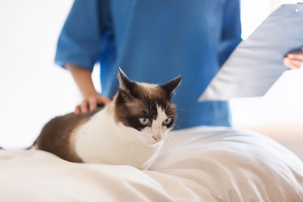 Veterinarian performing a feline health checkup at Peak Pet Urgent Care in Reno, NV