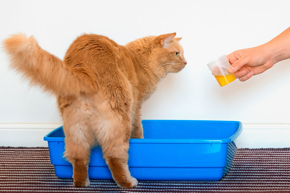 Veterinary technician performing feline urine collection for pet diagnostic testing