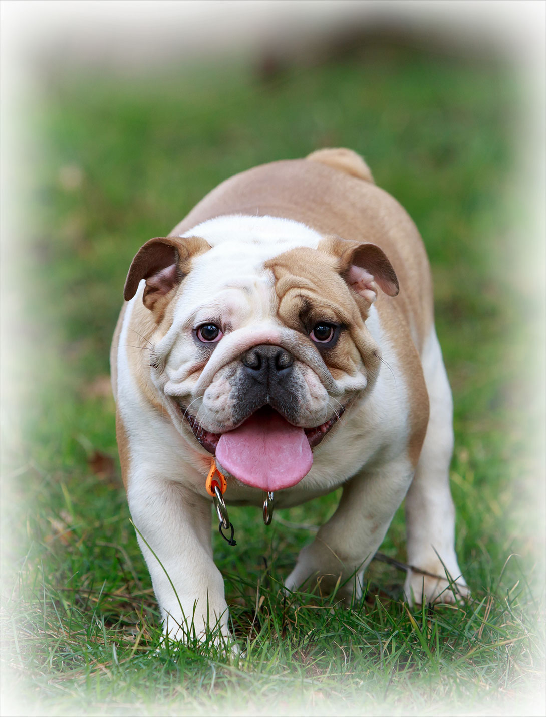 Femoral head ostectomy FHO surgery for pets at Peak Pet Urgent Care in Reno NV
