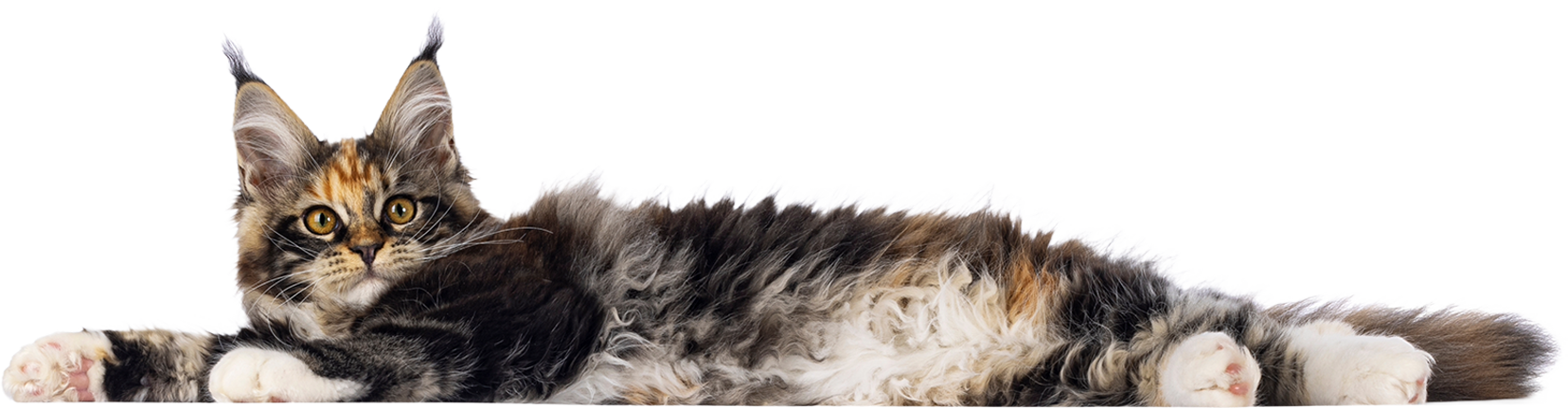 Pet owners exploring financial planning and payment options for veterinary care in Reno
