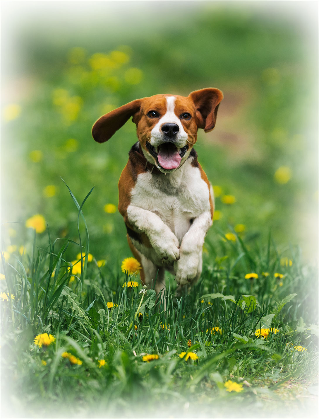 Foreign body retrieval surgery for pets at Peak Pet Urgent Care in Reno, NV
